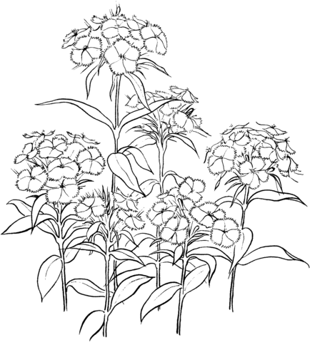 Dianthus 2 Coloring Page